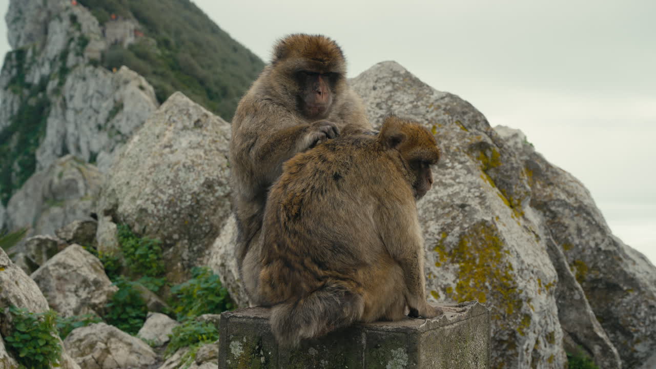 Due macachi di Barberia che si spulciano su rocce calcaree sulla Rocca di Gibilterra, con scogliere imponenti e la costa mediterranea sullo sfondo.