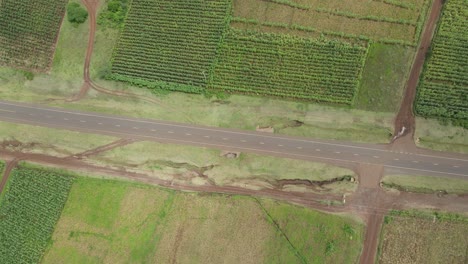 Top-down-view-on-asphalt-road-on-countryside-between-lush-green-plantations