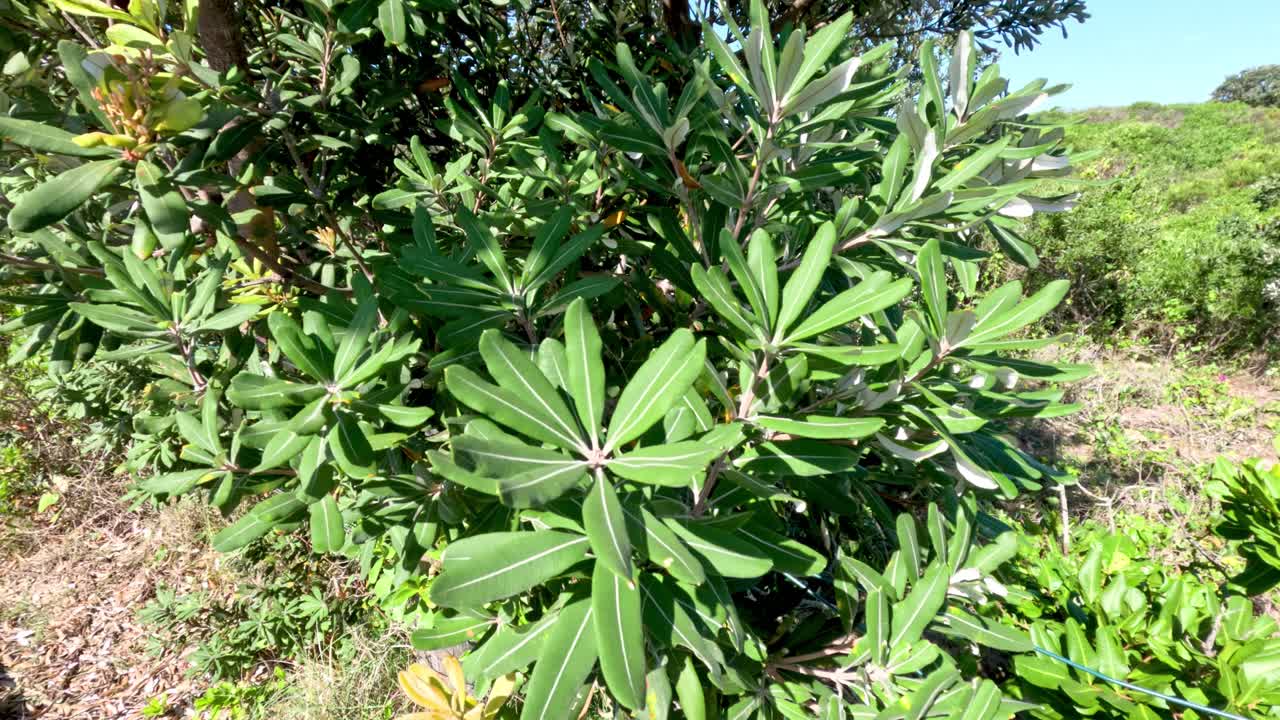 vista de cerca de las hojas de los árboles en la naturaleza