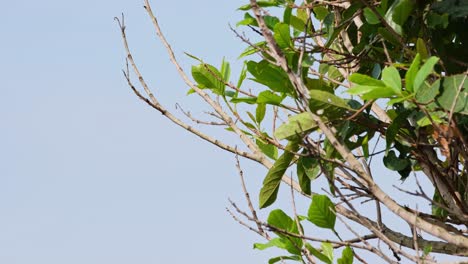 Visto-Posado-En-Una-Rama-Desnuda-Y-Luego-Vuela-En-El-Follaje-De-Este-árbol,-Curruca,-Tailandia