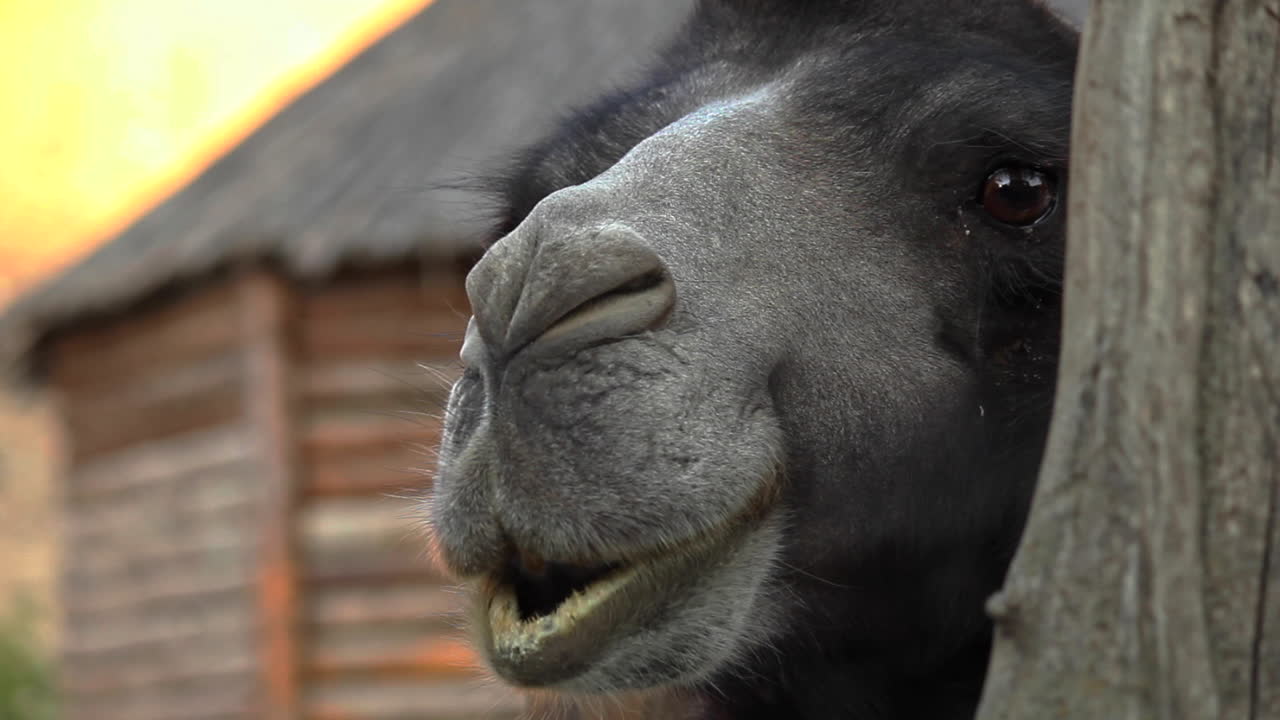 동물원에서 나무 뒤에 검은 낙타의 닫기