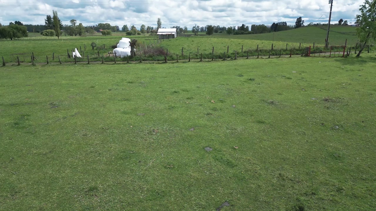 Forward flight drone shot revealing a mixed cattle herd crossing a green pasture with a rocky stream and rural trees and farmland buildings visible in the background