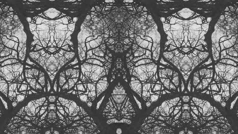 trees in symmetry - loopable