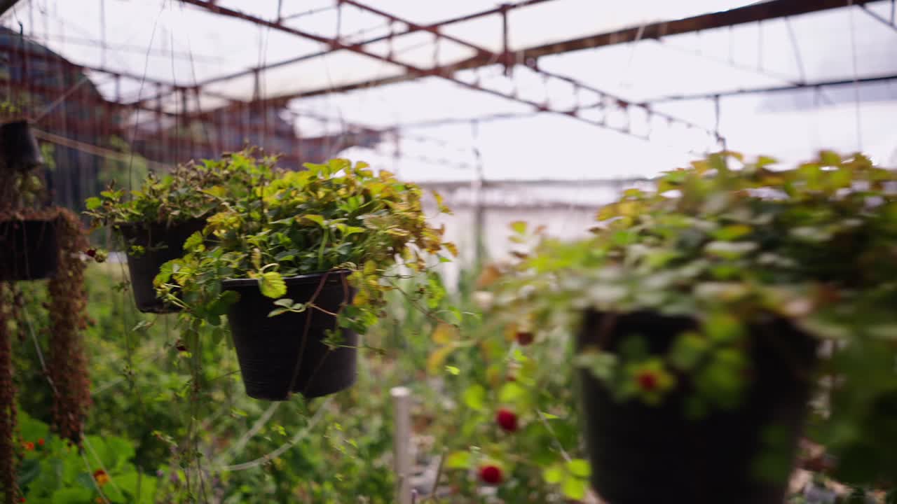 Hanging plants in a bustling greenhouse
