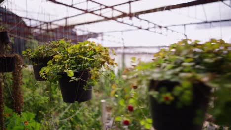 hanging plants in a bustling greenhouse