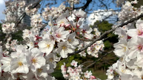 pink cherry blossoms on natural branches at koishikawa botanical garden