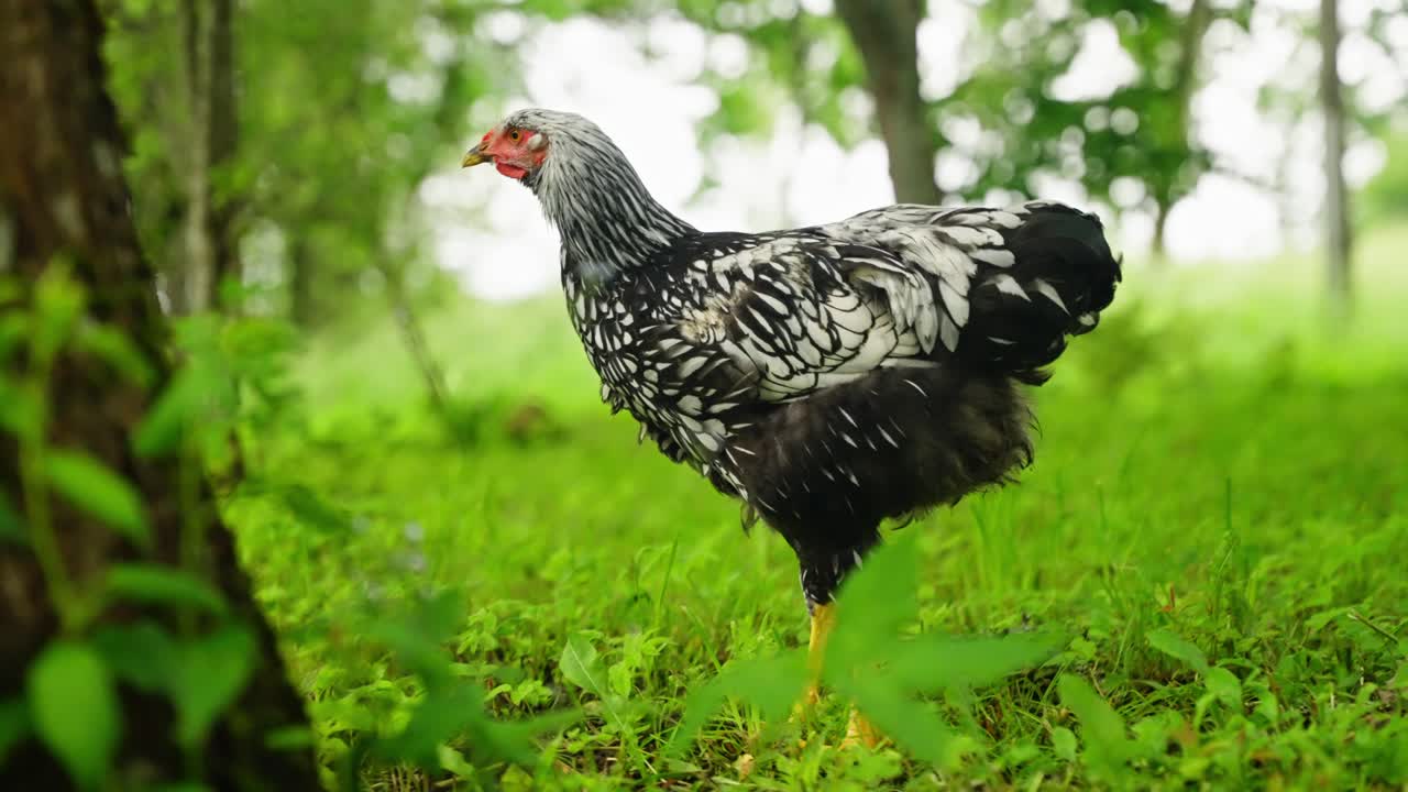 Free roaming Brahma chickens foraging in green woodland Medium shot
