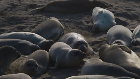 a sea lion yawns while others nap around it.