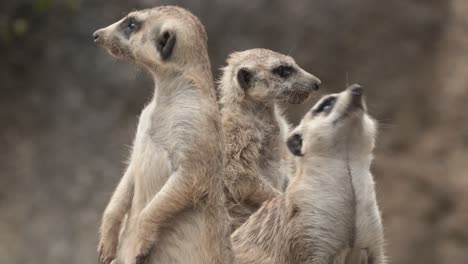 three meerkats on top of rock, looking for predators