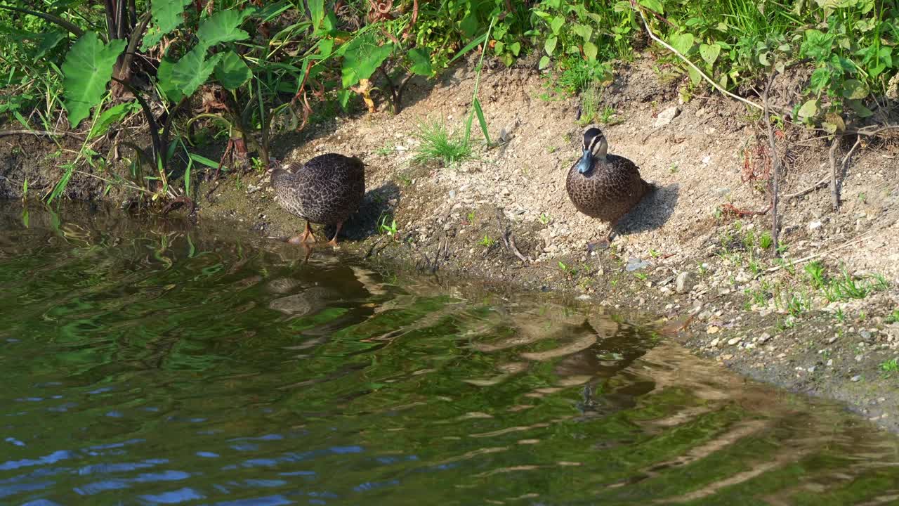 Due anatre nere del Pacifico (Anas superciliosa) si trovano sulla riva di un torrente circondato da una rigogliosa vegetazione acquatica, una si liscia e pulisce le piume, l'altra si crogiola al caldo sole
