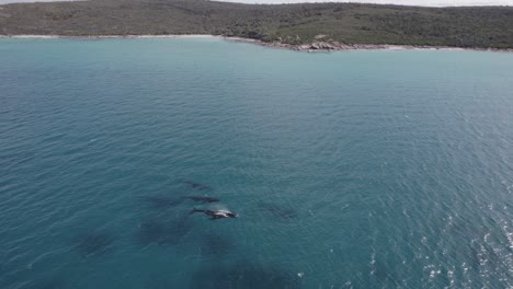 Antena-De-La-Migración-De-Ballenas-Cerca-De-La-Costa-En-El-Oeste-De-Australia