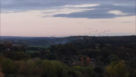 majestic birds flying calmly over trees, autumn. aerial drone shot.