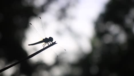 Dragonfly-perching-on-plant,-silhouette-of-insect-flying-and-taking-off-tree-branch