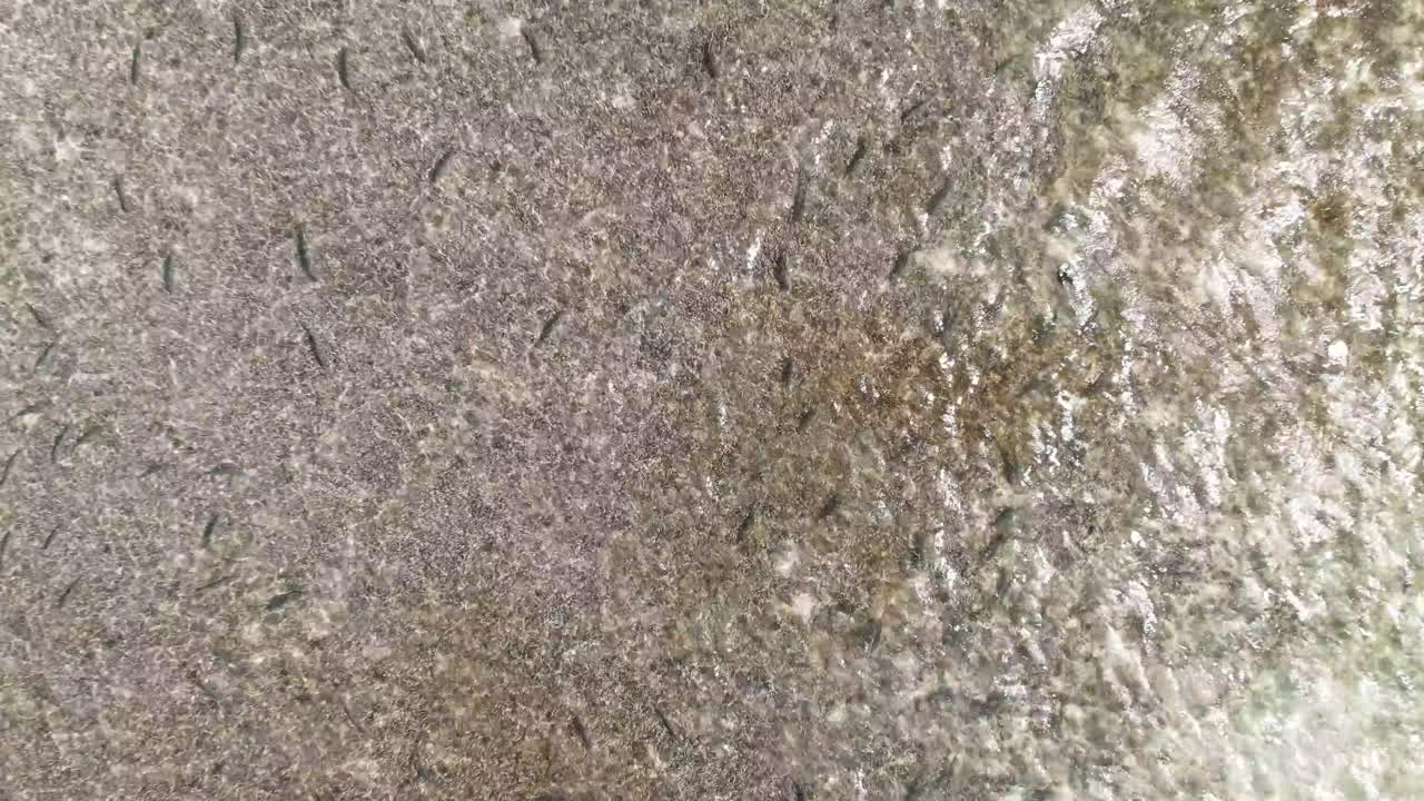 Drone bird's eye view above bonefish school swimming in shallow water away from fishermen