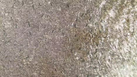 vista aérea de un avión no tripulado por encima de una escuela de peces huesos nadando en aguas poco profundas lejos de los pescadores