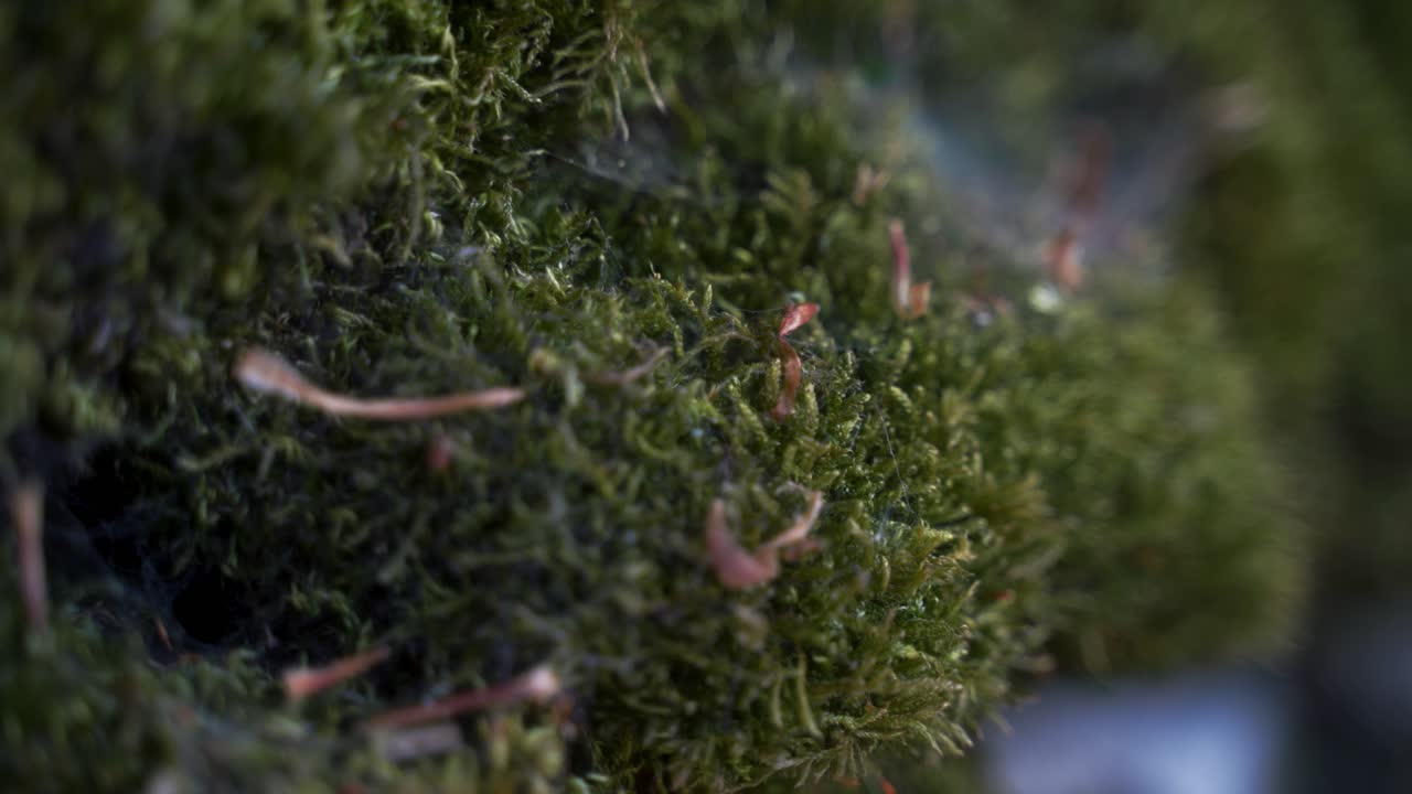 드라이 스톤 벽, 피크 지구, 영국에 녹색 이끼의 근접 촬영 옆으로 돌리