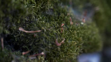 closeup sideways dolly of green moss on drystone wall, peak district, england