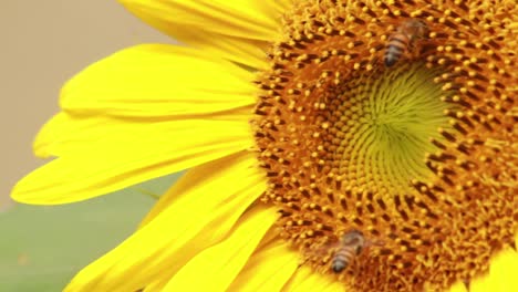 extreme close up of bees collecting nectar from a sunflower