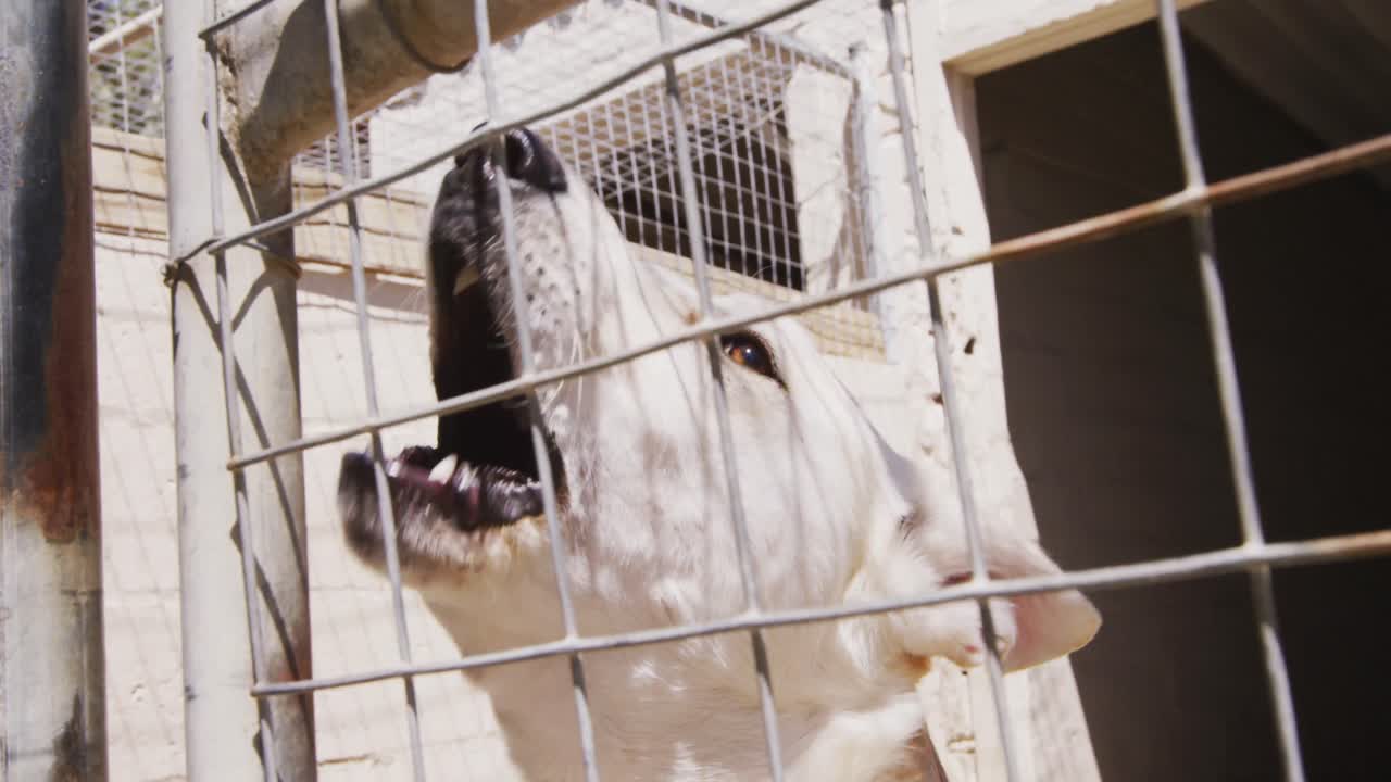 perro abandonado encerrado en un refugio