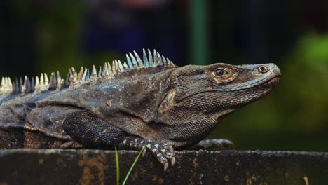 A-giant-iguana-lizard-is-curiously-observing-its-surroundings