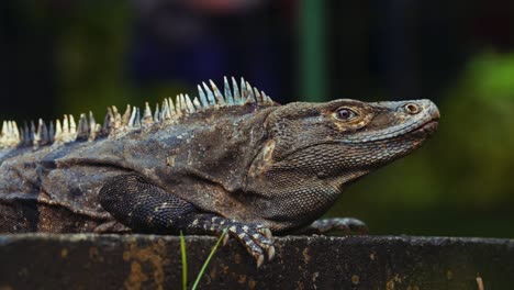 un lagarto iguana gigante observa curiosamente su entorno
