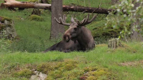 el alce o el alce, (alces alces) en el bosque verde. hermoso animal en el hábitat natural.