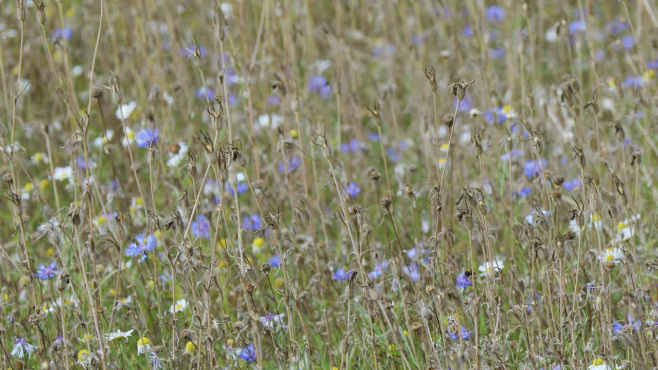 Wild bees and insects hover among blooming wildflowers in a lush, sunlit spring meadow