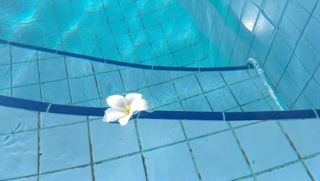 flor blanca plumeria franzhipan flota en el agua de la piscina en verano