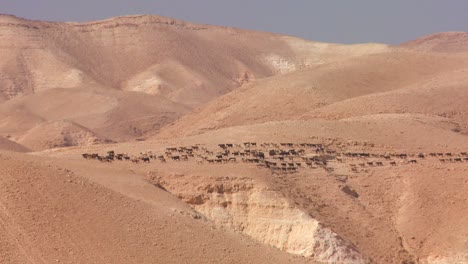 sheep and goats are led in the distance by a bedouin shepherd in israel or jordan