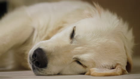 perrito de golden retriever somnoliento