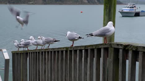 Fila-De-Gaviotas-Peleándose-En-Una-Barandilla-Del-Muelle-En-Un-Día-Gris-Y-Nublado-De-Invierno-En-La-Costa-De-Raglán,-Nueva-Zelanda-Aotearoa