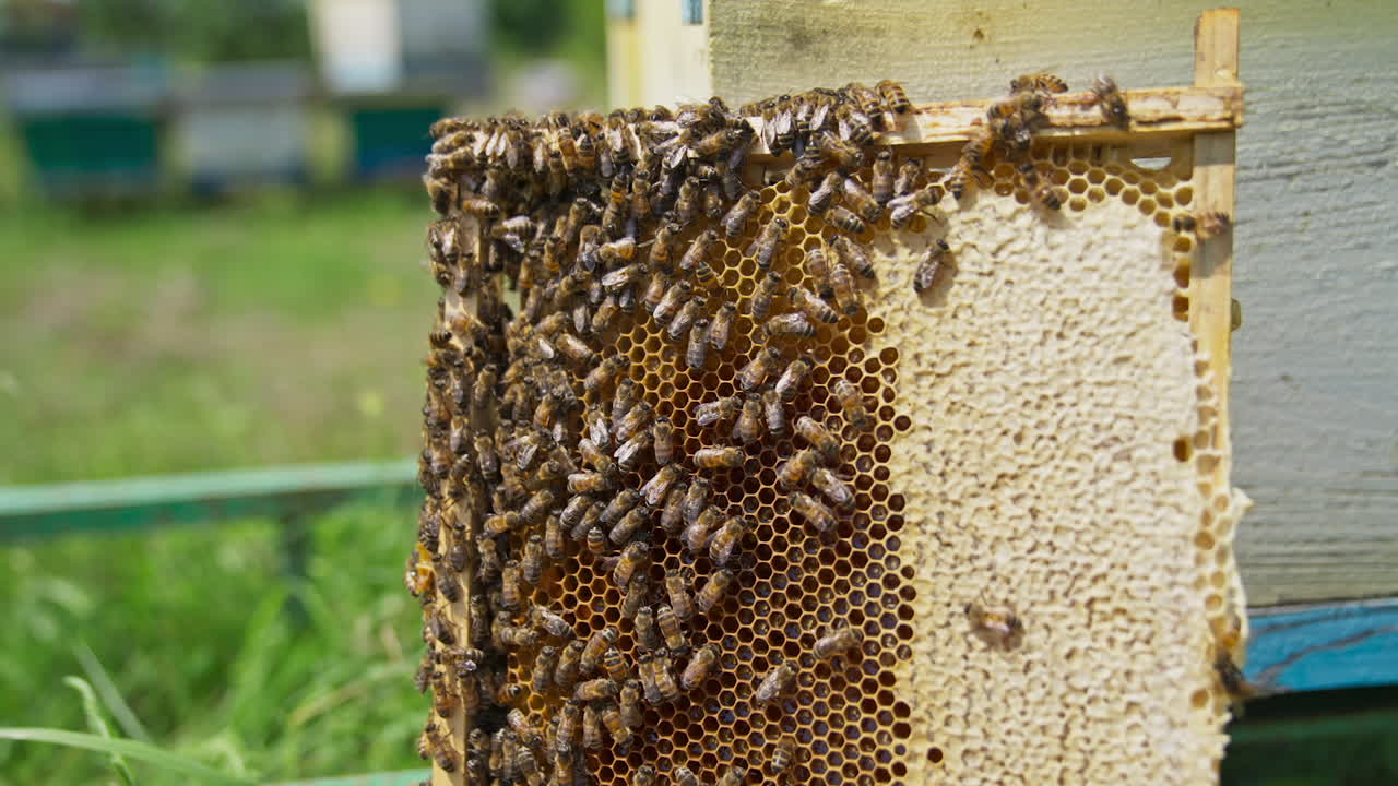 Honeycomb frame with bee brood is next to the hive. Bee colony crawling around the comb and sealing cells. Blurred background.