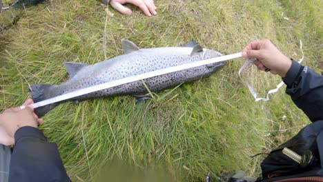 measuring sea trout at the bank of fossalar river in iceland