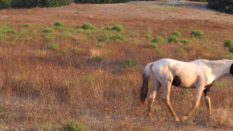 wild horse in dry pasture seeking food at golden hour