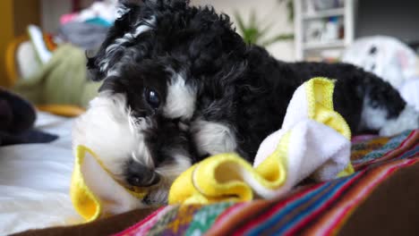 lindo perro pequeño jugando con una toalla de juguete - shorkie yorkie shih-tzu de raza mixta