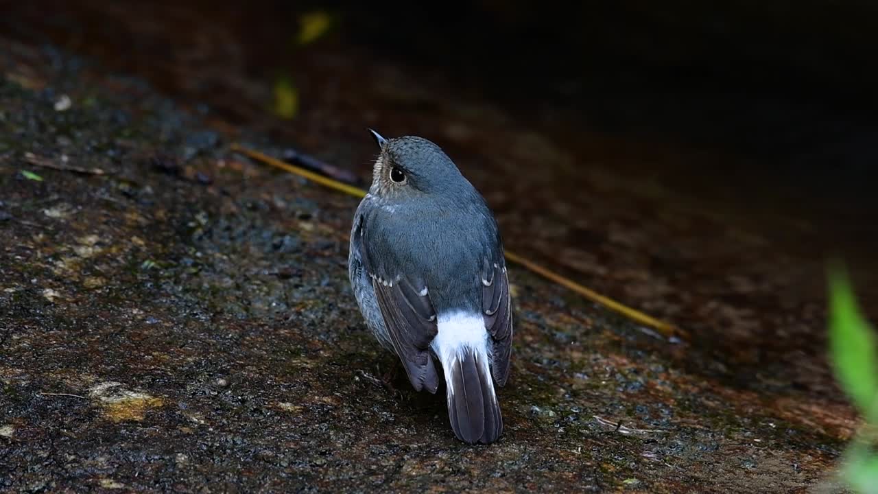 이 암컷 plumbeous redstart는 수컷만큼 화려하지는 않지만 확실히 귀여운 새의 공처럼 푹신합니다.
