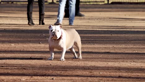 bulldog walking, people strolling in background