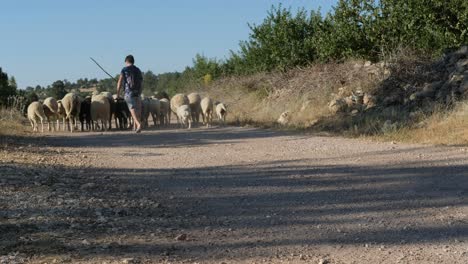 Young-Shepman-carrying-sheep