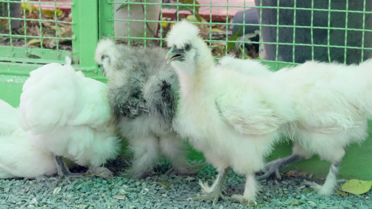 A glimpse into the charming antics of fluffy Silkies in a warm farmyard setting.