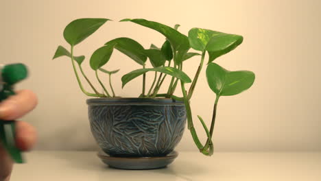 Spraying-The-Leaves-Of-A-Potted-Golden-Pothos-Plant-With-A-Water-Bottler-Sprayer---Close-Up-Shot