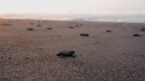 endless number of newborn turtles crawl toward bright ocean water, cinematic view