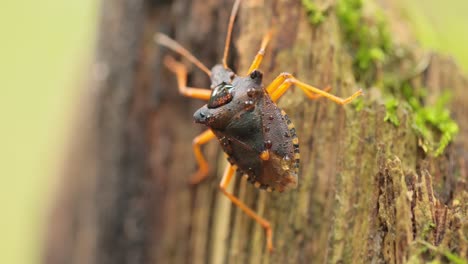 Die-Waldwanze-Oder-Rotbeinige-Schildwanze-(Pentatoma-Rufipes)-Ist-Eine-Art-Der-Schildwanze-Aus-Der-Familie-Der-Pentatomidae,-Die-In-Den-Meisten-Teilen-Europas-Häufig-Vorkommt.-Es-Bewohnt-Wälder,-Wälder,-Obstgärten-Und-Gärten