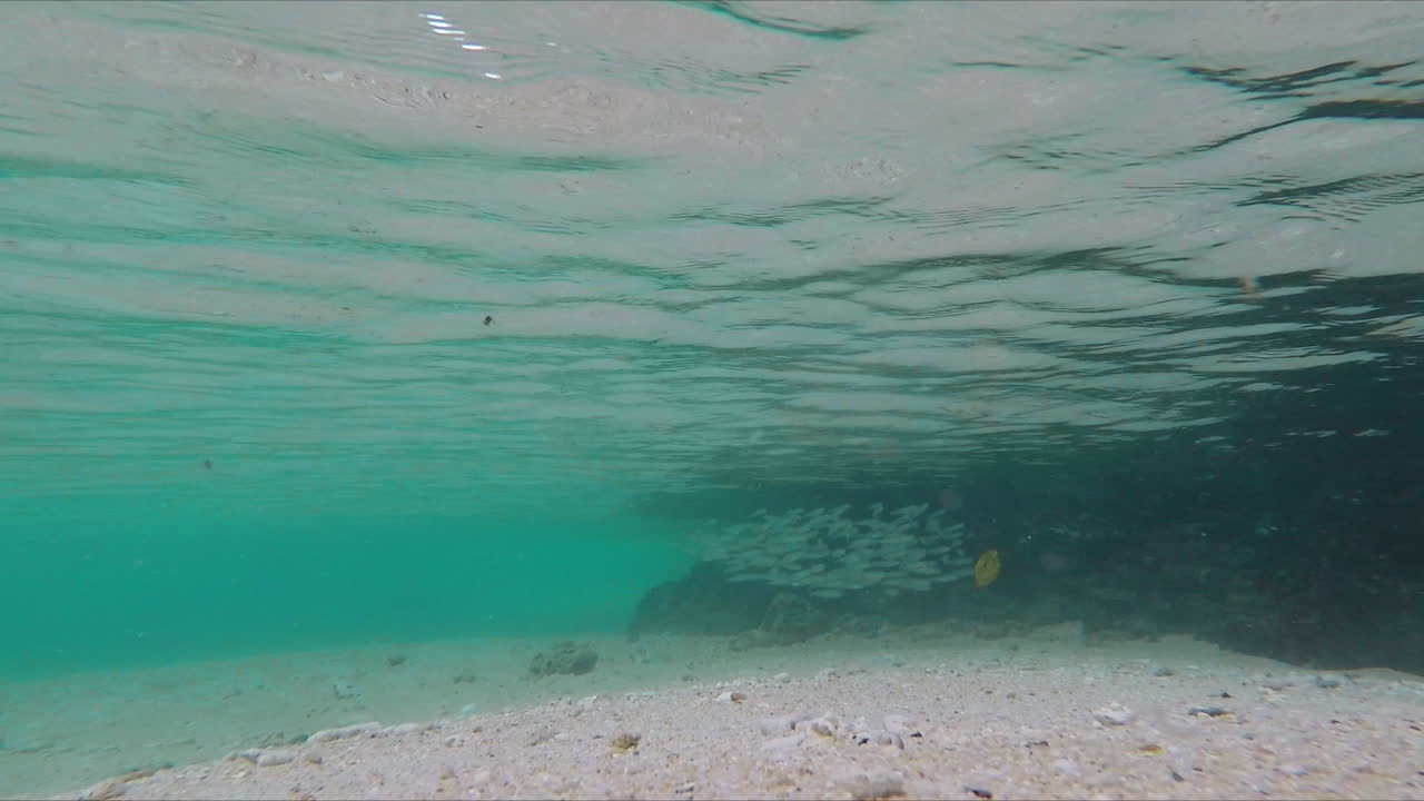 cardumen de peces moviéndose libremente en aguas cristalinas, palawan, filipinas