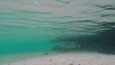 cardumen de peces moviéndose libremente en aguas cristalinas, palawan, filipinas