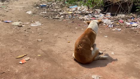 Streunender-Hund-Sitzt-Auf-Dem-Boden-In-Der-Nähe-Von-Müll-Und-Kratzt-Und-Leckt-Sich