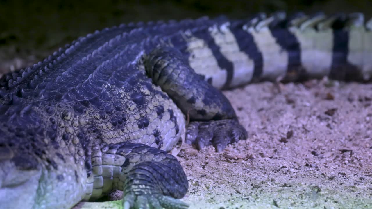A crocodile lies still on sandy ground under artificial lighting, showcasing its textured skin and natural patterns