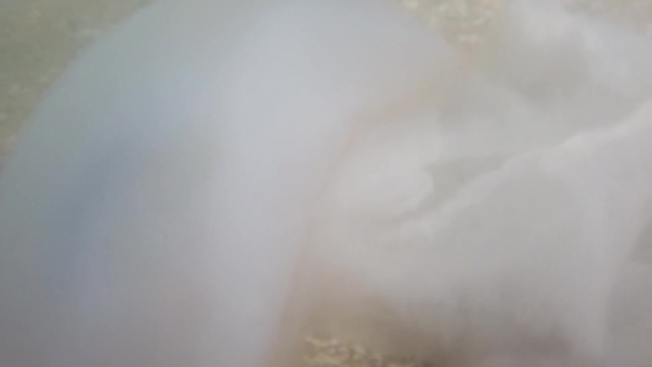 Vandmænd under vandet i havet. Arten Rhizostoma pulmo.