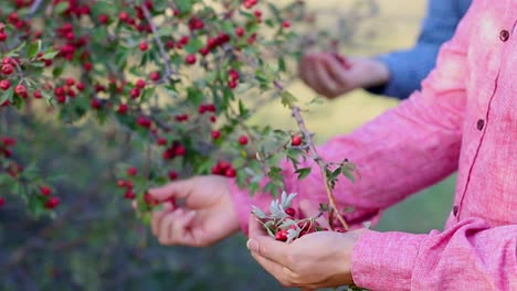 people picking ripe tea fruits from a tea tree