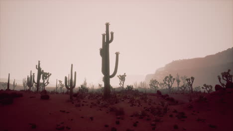 night-at-Saguaro-National-Park-in-Desert-of-Arizona