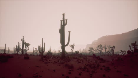 noche en el parque nacional saguaro en el desierto de arizona